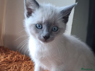 Mixed Breed cats Shorthair/Bengal/Ragdoll Mixed Breed - Advert 2