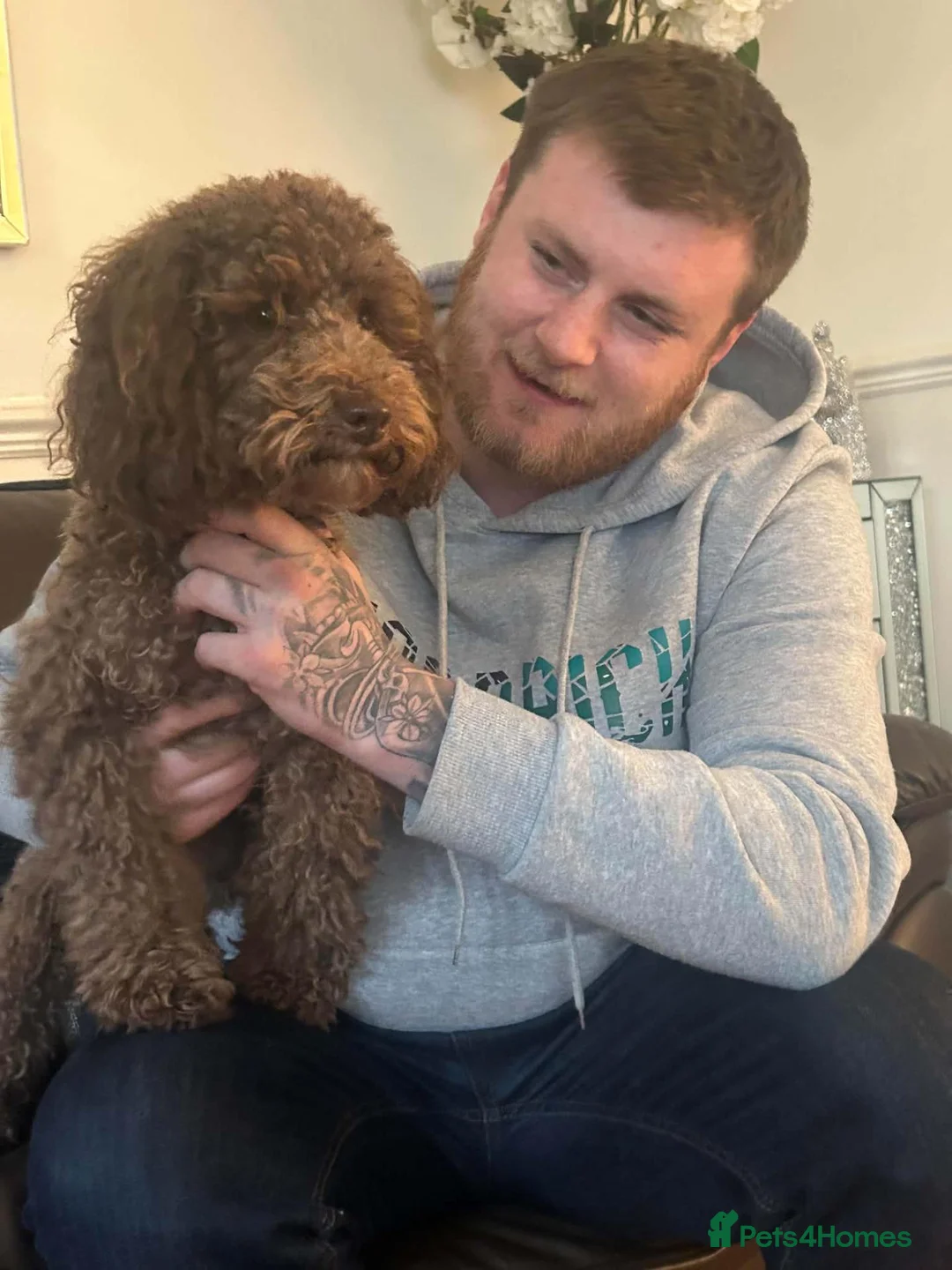 Miniature Poodle dogs for sale: poodle puppys  - Advert 1