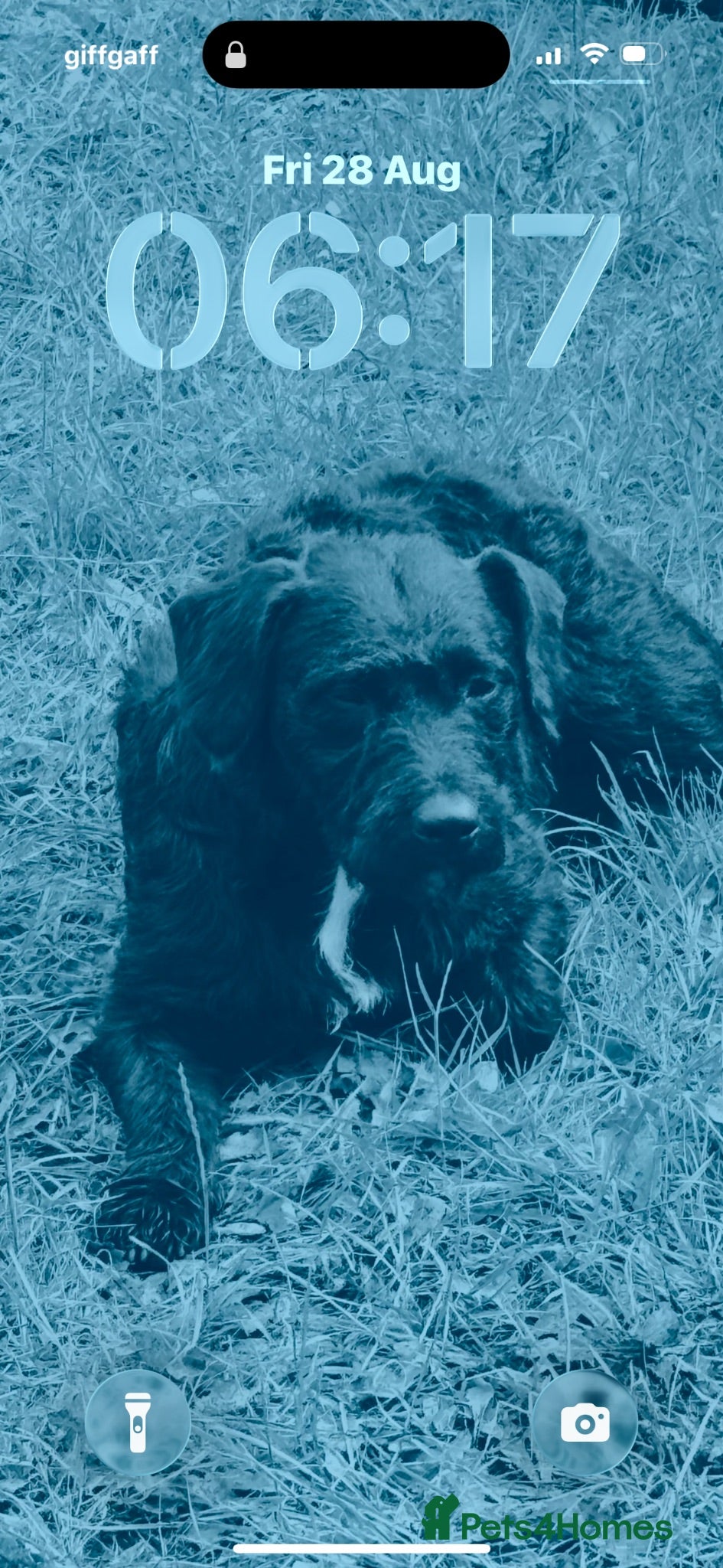 Patterjack dogs Patterjack puppies 6 available  - Advert 6