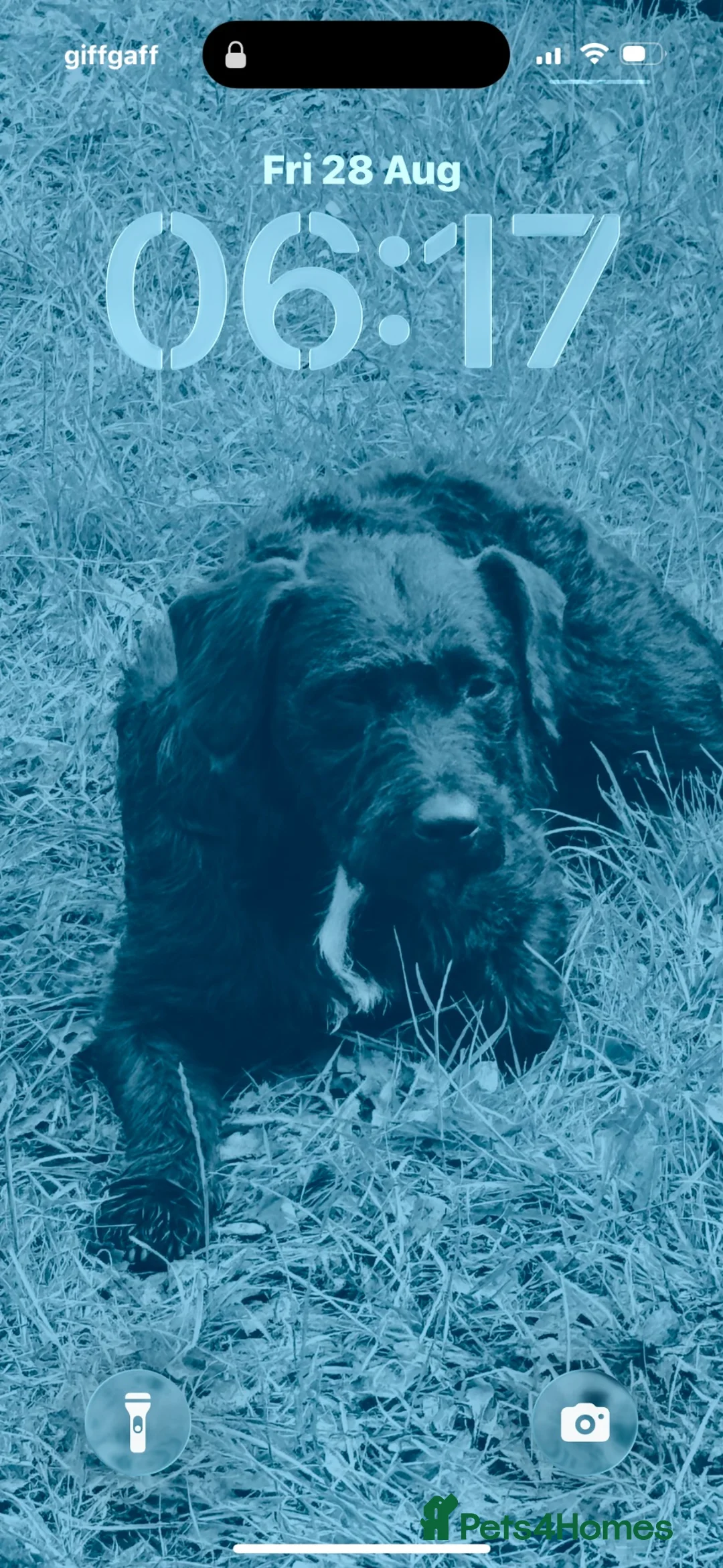 Patterjack dogs for sale: Patterjack puppies 6 available  - Advert 1