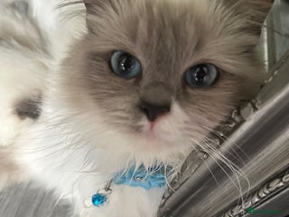 Ragdoll cats - Advert 1