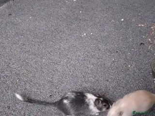 Gerbil rodents 2 male gerbils looking for new home in Great Yarmouth - Advert 1