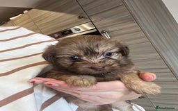 Mixed Breed dogs for sale: Chihuahua cross terrier puppies  - Image 20