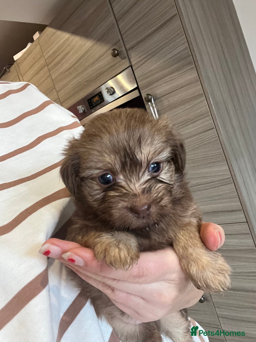Mixed Breed dogs for sale: Chihuahua cross terrier puppies  - Image 20