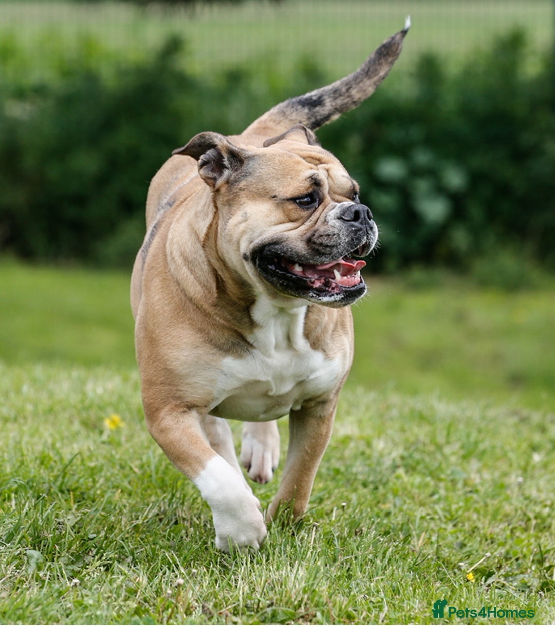 Old Tyme Bulldog dogs for sale: Old Tyme Bulldog puppies for sale - Image 12