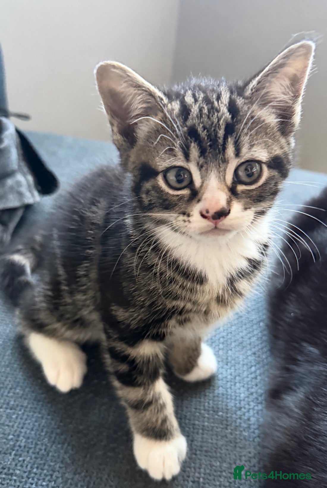 Mixed Breed cats Male kitten  - Advert 5