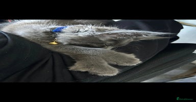Maine Coon cats - Advert 5