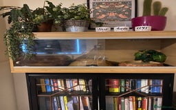 Python Snake reptiles for sale: Ball python 3 years old  - Image 4