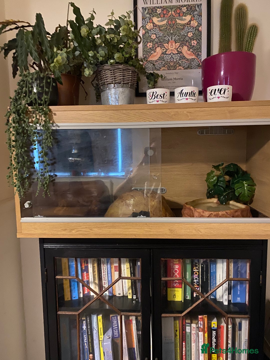 Python Snake reptiles for sale: Ball python 3 years old  - Image 4