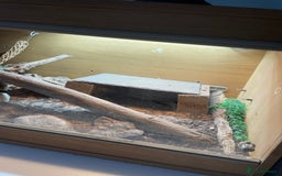 Bearded Dragon reptiles for sale: Bearded Dragon 20 months old  - Image 5