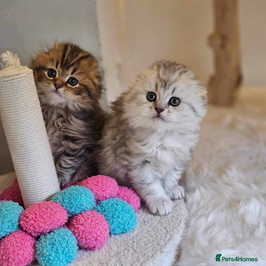 Scottish Fold cats for sale: Reduced💥Scottishfold tica kittens london  - Advert 5