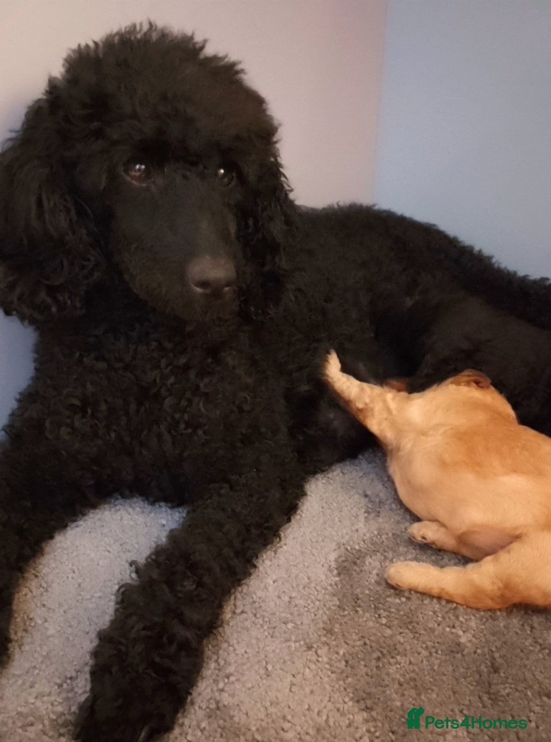 Miniature Poodle dogs for sale: KC Registered Miniature Poodle Puppies  - Advert 2