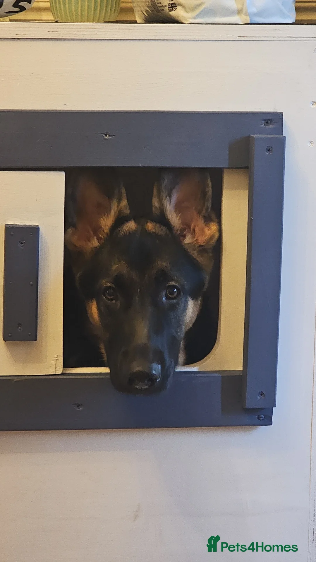 German Shepherd dogs for stud: Logan - Advert 10