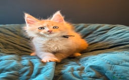 Maine Coon cats for sale: TICA Ginger, Red & Blue Tortie Maine Coon  - Image 13