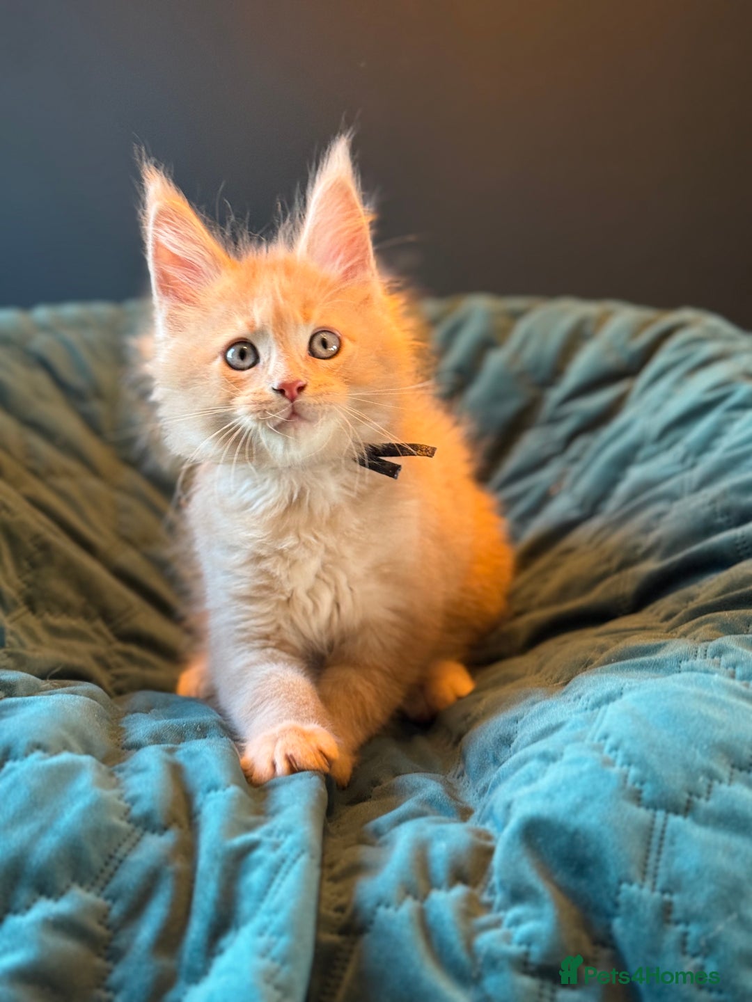 Maine Coon cats for sale: TICA Ginger, Red & Blue Tortie Maine Coon  - Image 13