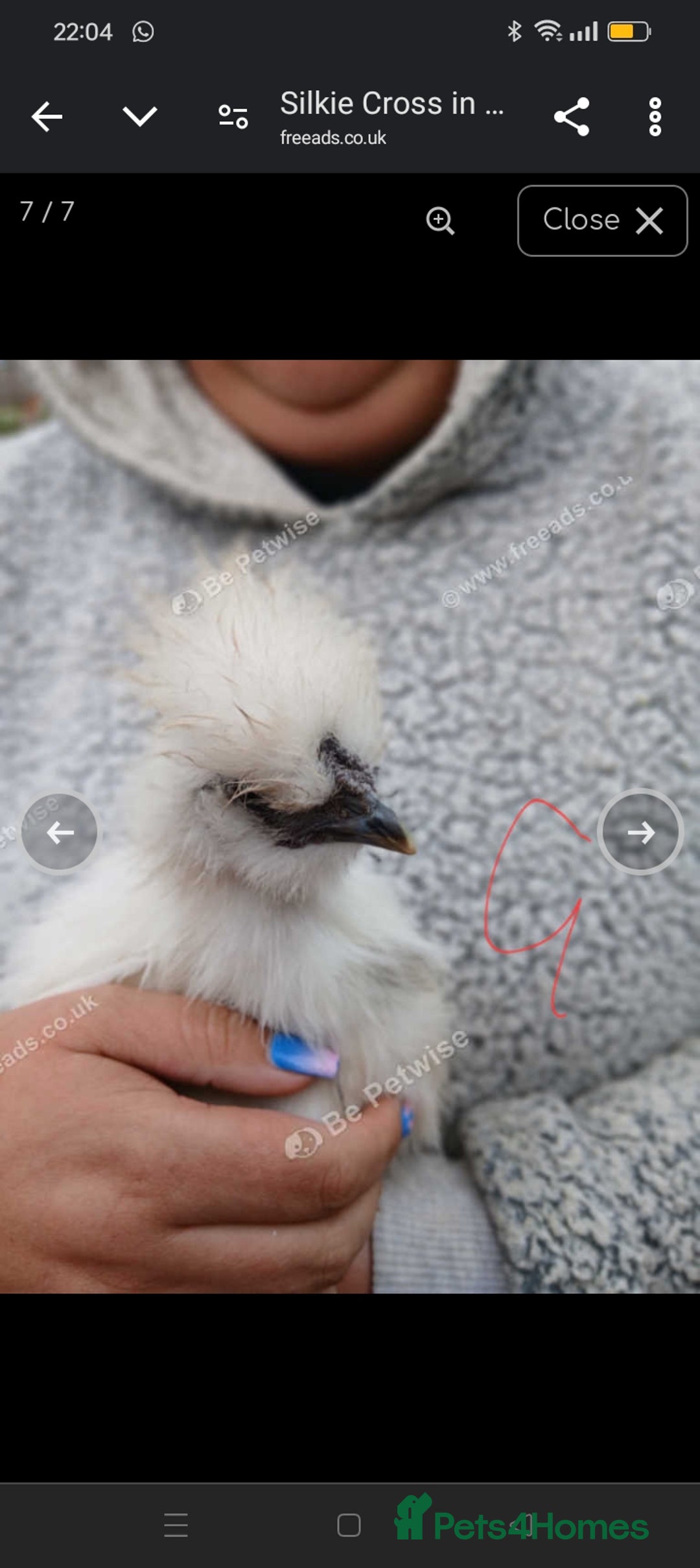 Chickens poultry for sale:  SILKIE CROSS ( 2 Roosters and hen ) - Image 6
