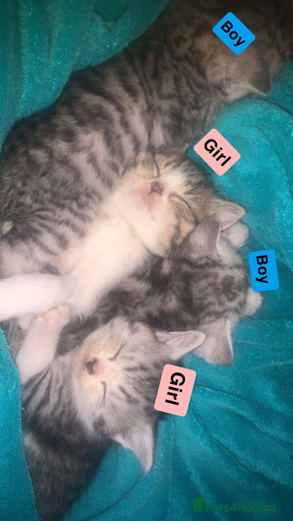 British Shorthair cats Rare silver tip British shorthair kittens - Advert 5