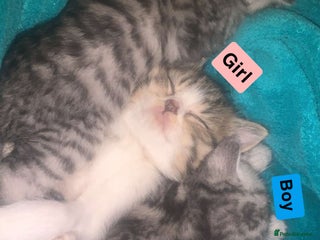 British Shorthair cats Rare silver tip British shorthair kittens - Advert 1