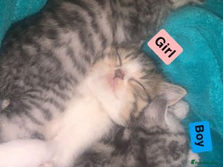 British Shorthair cats Rare silver tip British shorthair kittens - Advert 11