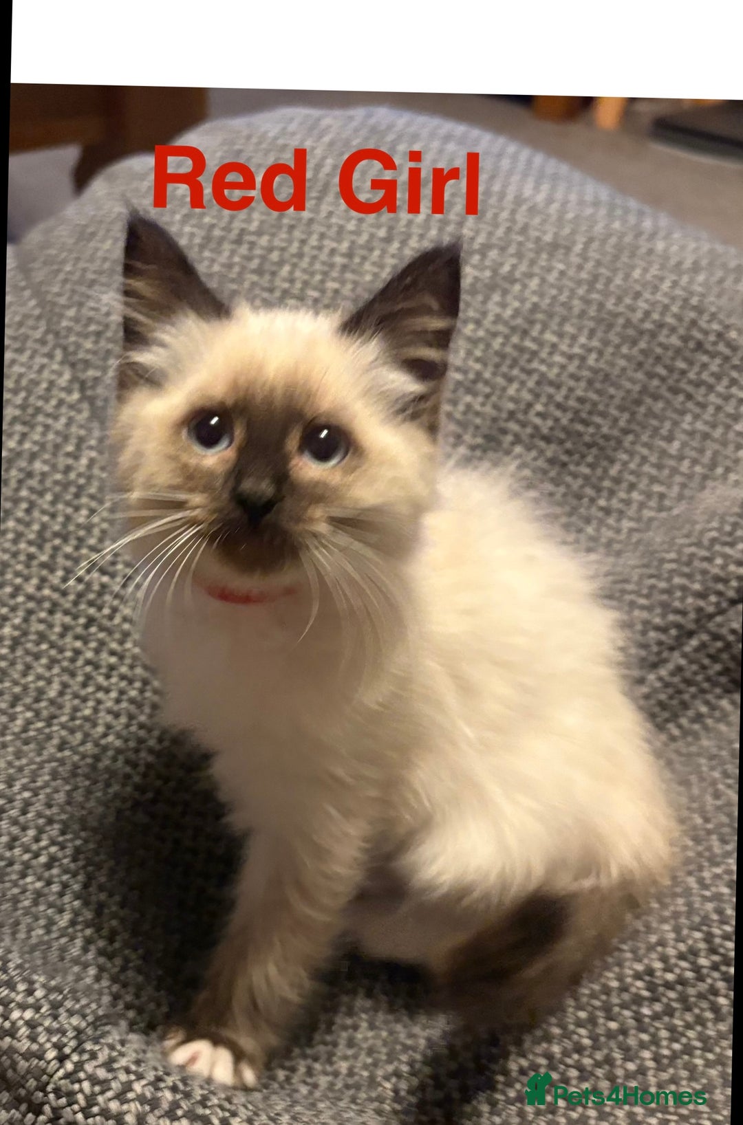 Ragdoll cats for sale: Ragdolls kittens- - Advert 22