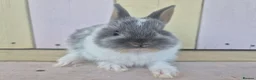 Netherland Dwarf rabbits for sale: 💜 PRETTIEST COLOURED NETHERLAND DWARF BABIES 💜 - Advert 13