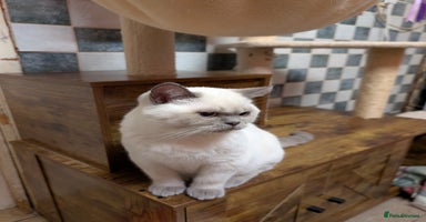 British Shorthair cats LILAC COLOURPOINTED BOYS - Advert 9