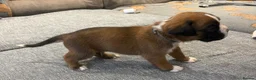 Boxer dogs for sale: Beautiful, KC registerd boxer puppies for sale - Advert 16