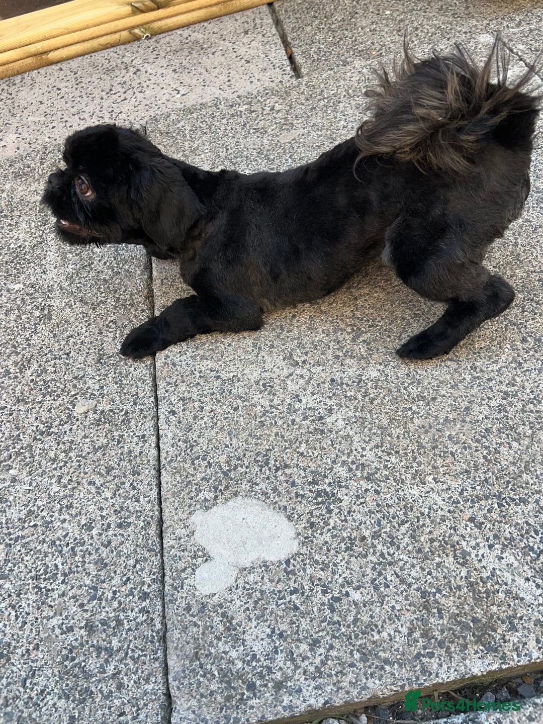 Shih Tzu dogs for sale: Handsome male Shih tzu - Advert 8