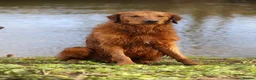Golden Retriever dogs for stud: Beautiful USA imported Golden retriever for stud - Advert 6