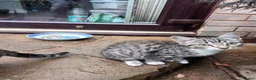 Mixed Breed cats for sale: Kittens  - Advert 7