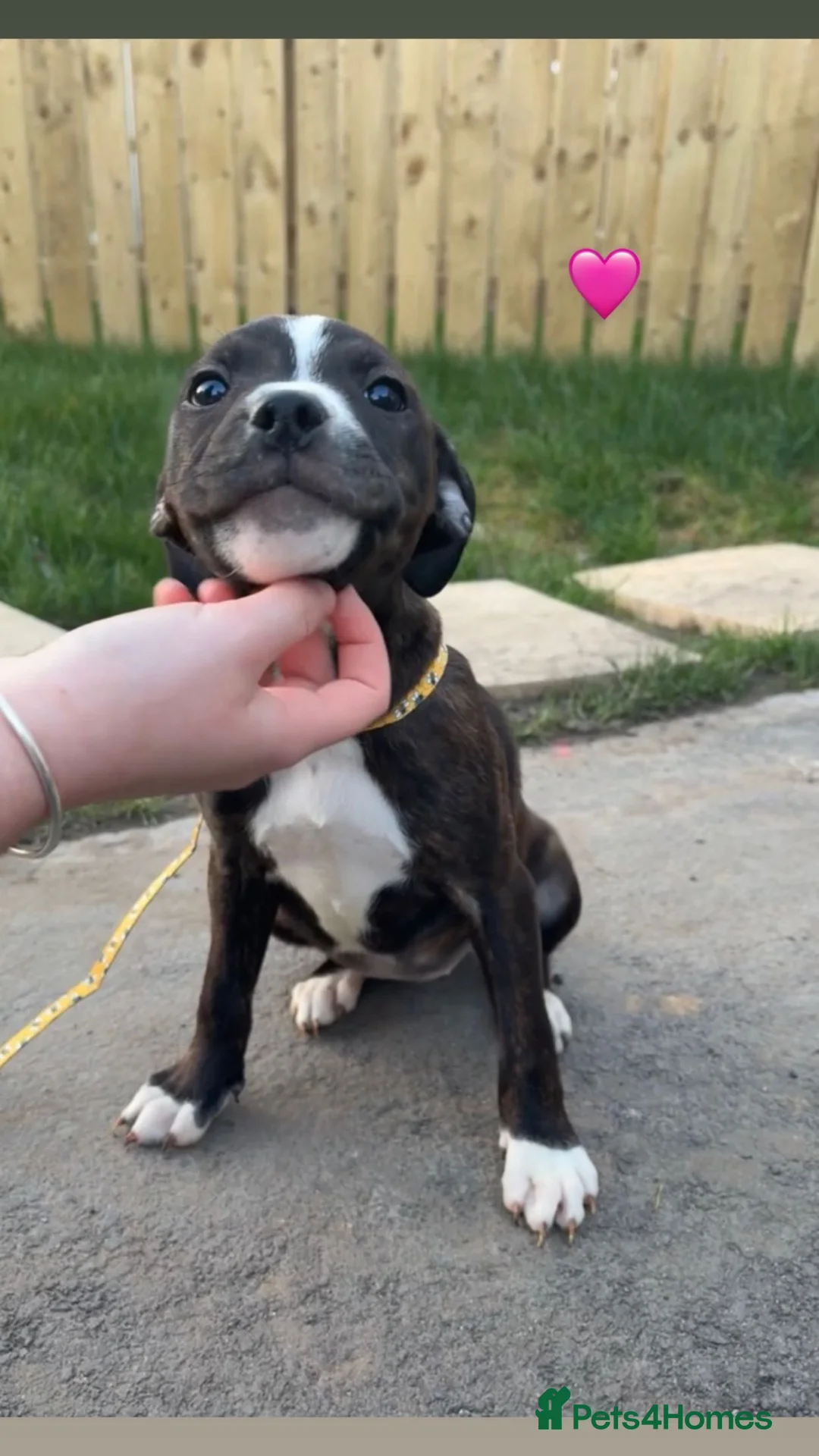 Staffordshire Bull Terrier dogs for sale: 2 staffy puppies for sale in Knaresborough - Advert 1