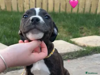 Staffordshire Bull Terrier dogs 2 staffy puppies for sale - Advert 2