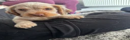 Cocker Spaniel dogs for sale: Adorable Show cockers - Advert 4