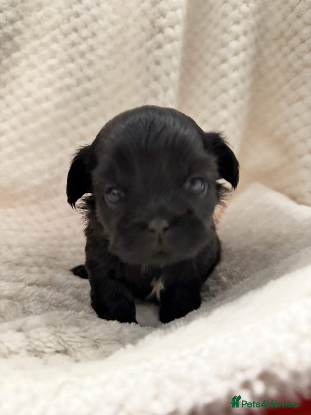 Shih Tzu dogs for sale: Shih tzu puppies  - Advert 5