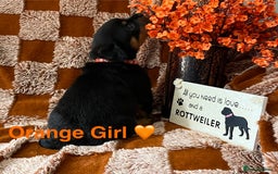 Rottweiler dogs for sale: The best of the best Rottweilers  - Image 33