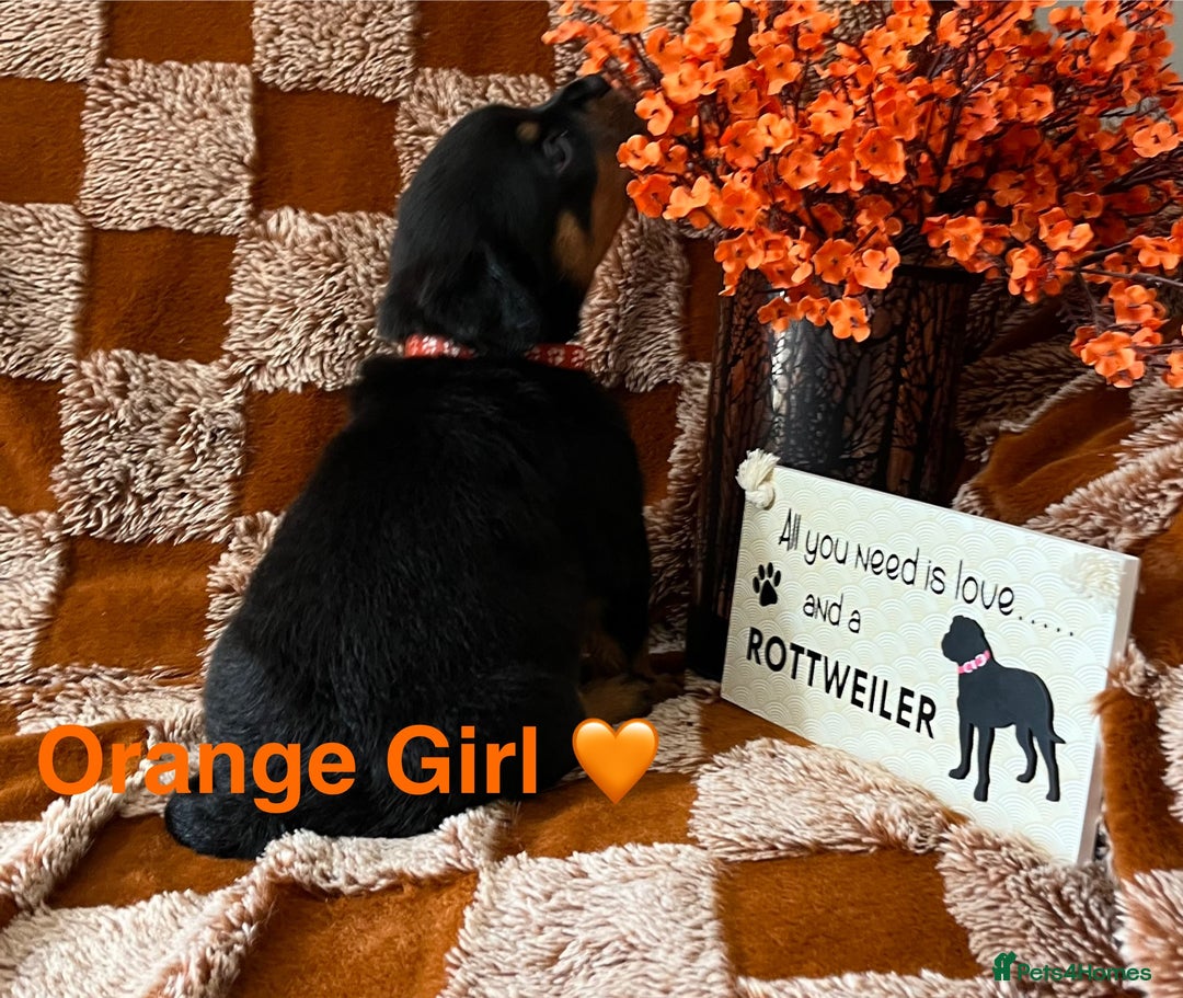 Rottweiler dogs for sale: The best of the best Rottweilers  - Image 33