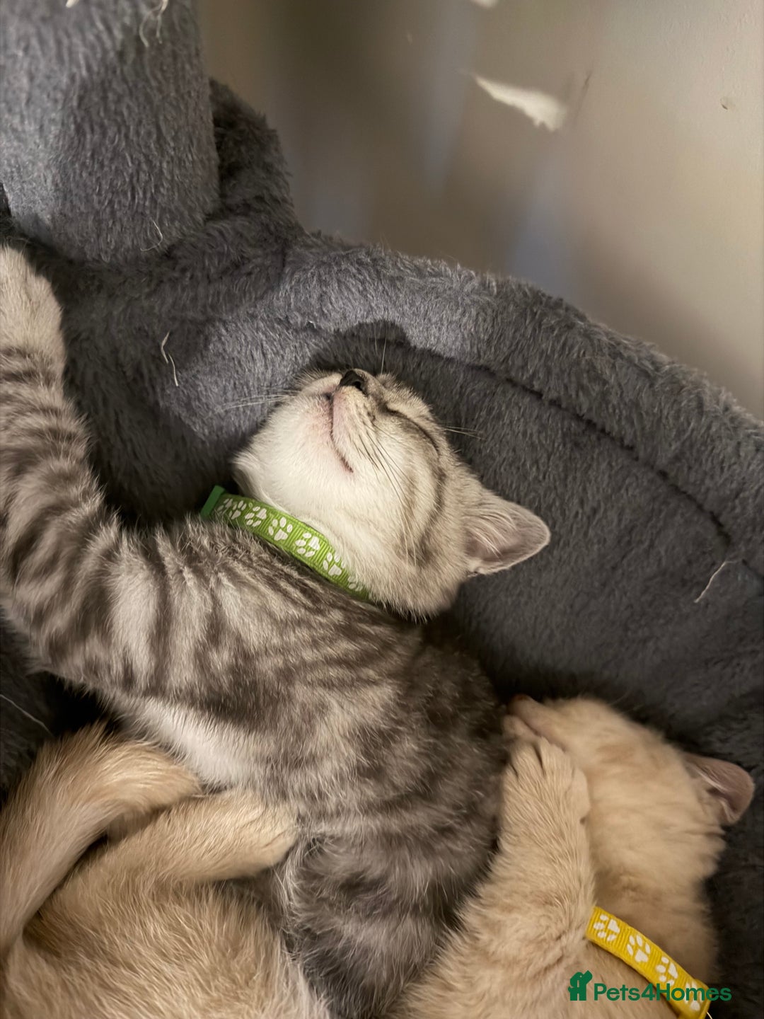 British Shorthair cats for sale: British short hair  - Advert 5