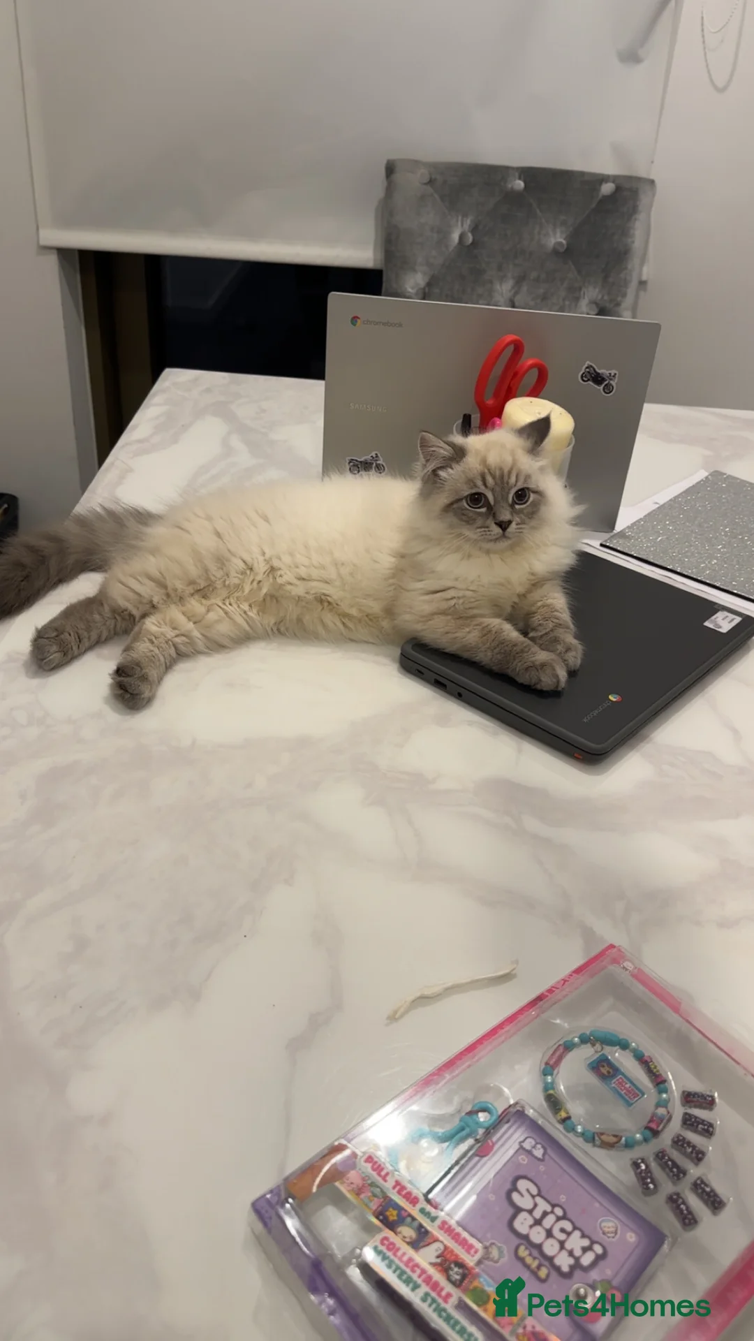 Neva Masquerade cats for sale: Siberian Neva masquerade  - Advert 5