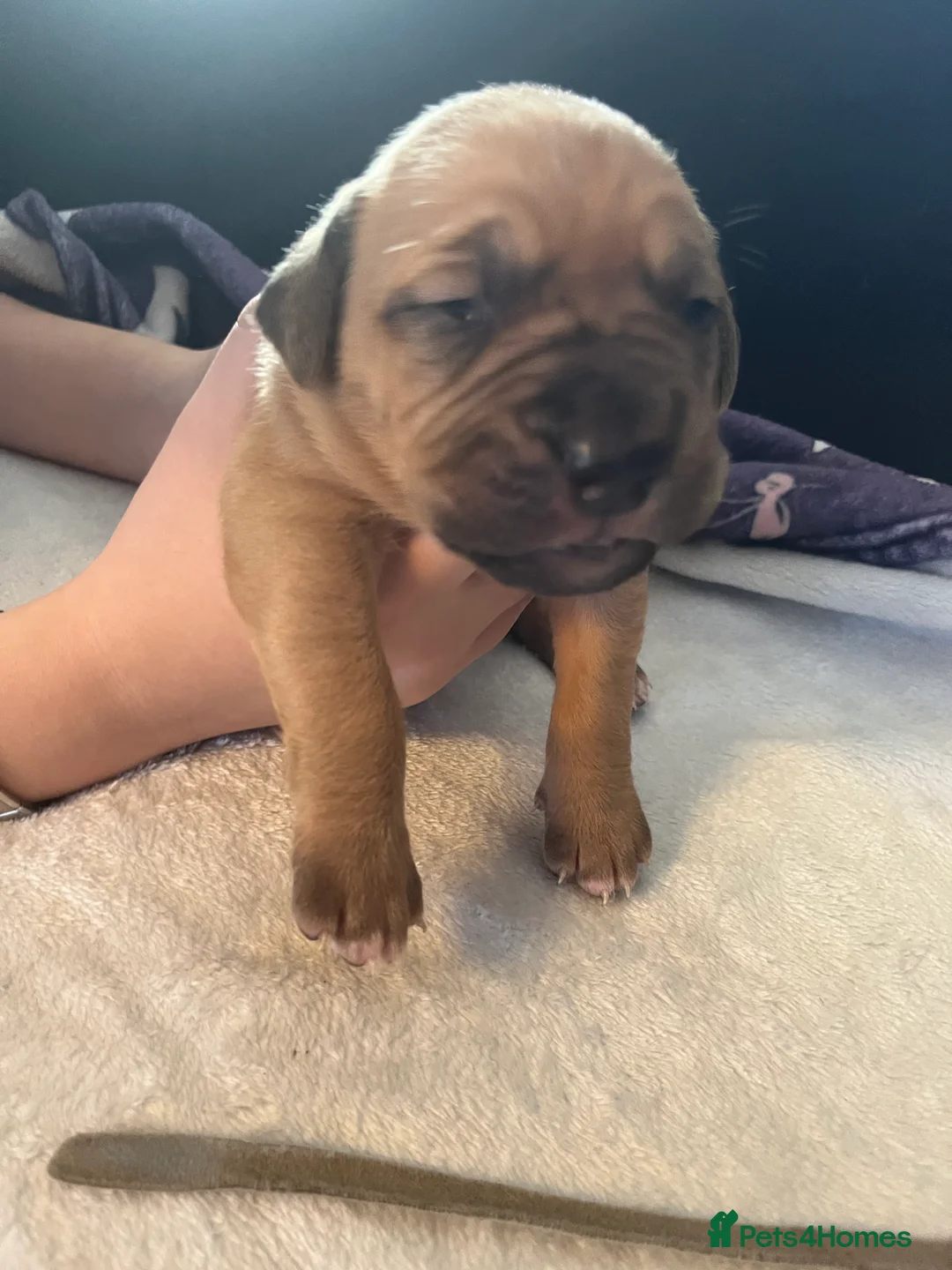 Dogue De Bordeaux dogs for sale: Dogue de Bordeaux puppies - Advert 13
