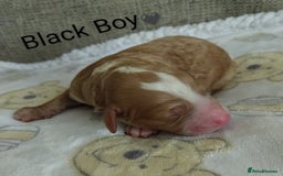 Cockapoo dogs for sale: Stunning Unique Cockapoo Puppies - Image 2