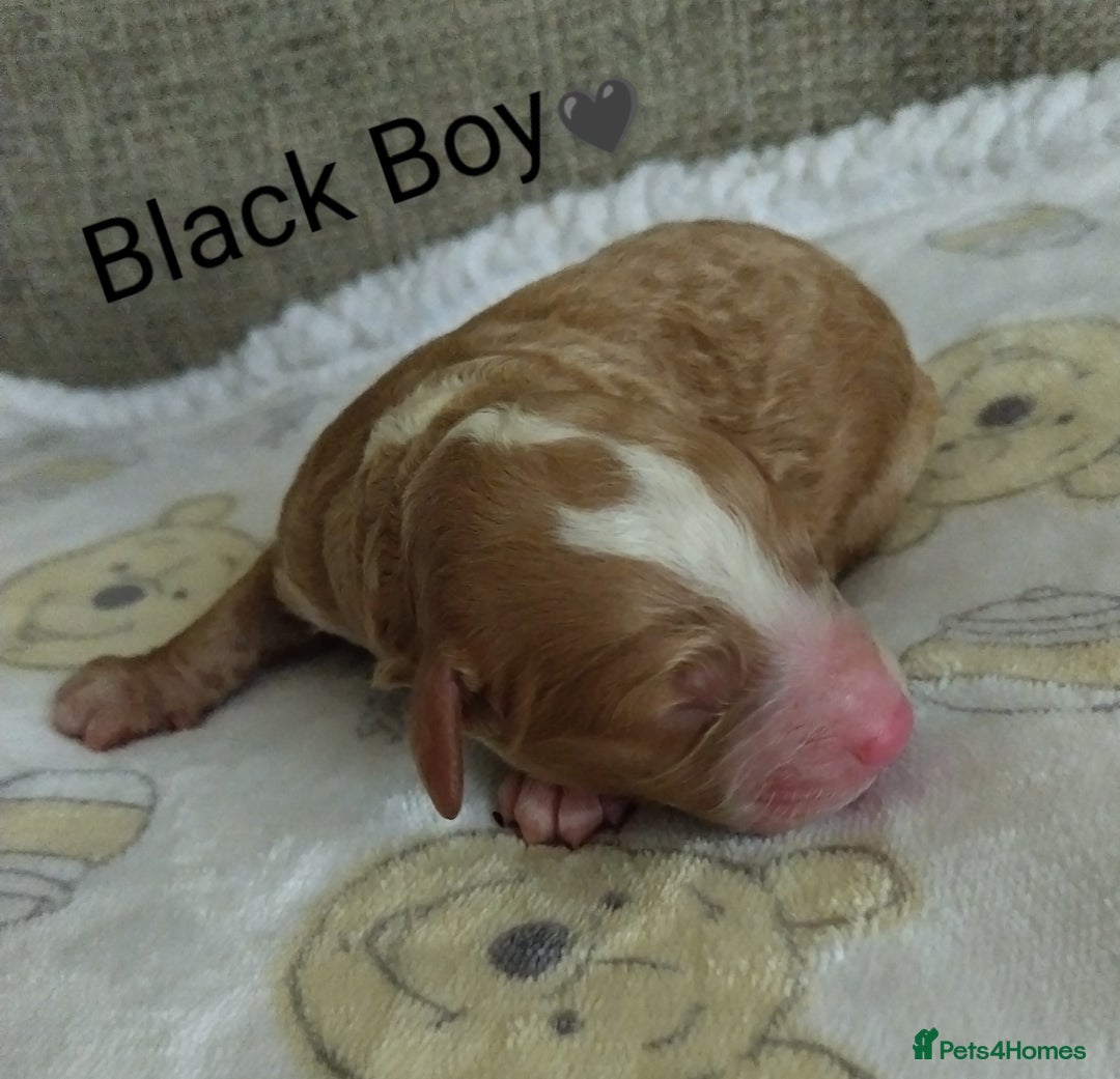 Cockapoo dogs for sale: Stunning Unique Cockapoo Puppies - Image 2