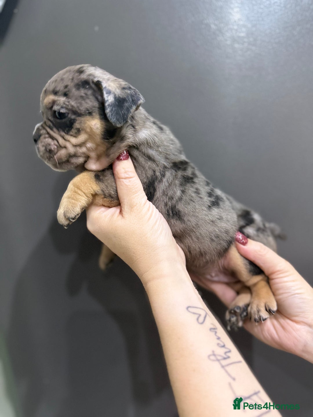 English Bulldog dogs for sale: Last 2 healthy happy pups reduced to leave today - Advert 6