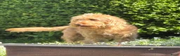 Labradoodle dogs for sale: Labradoodle puppies - Advert 8