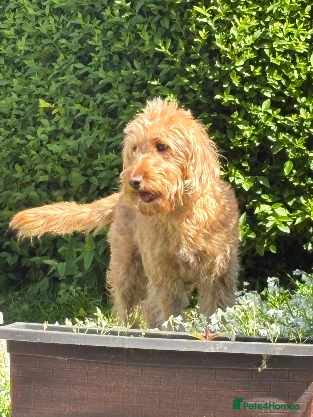 Labradoodle dogs for sale: Labradoodle puppies - Advert 8
