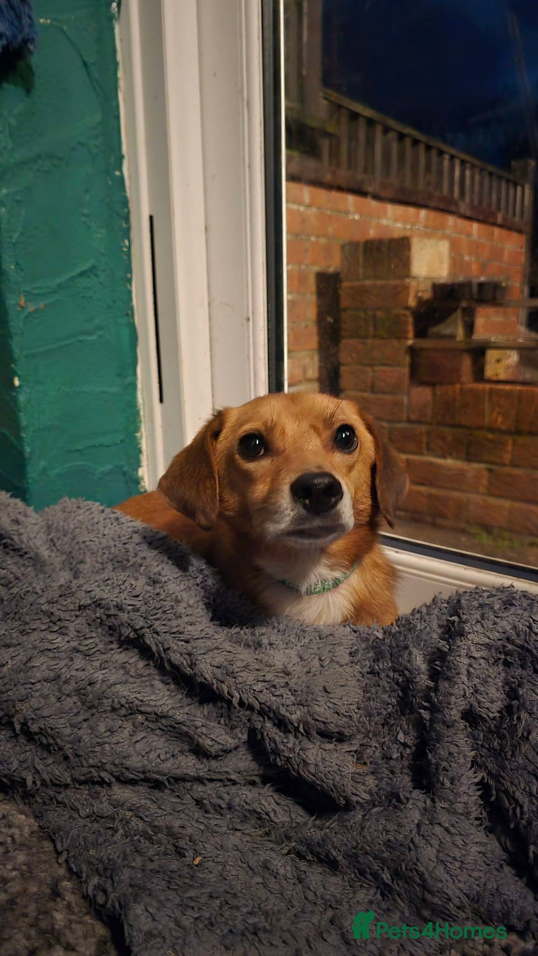 Mixed Breed dogs for adoption: Michael for adoption - Advert 3