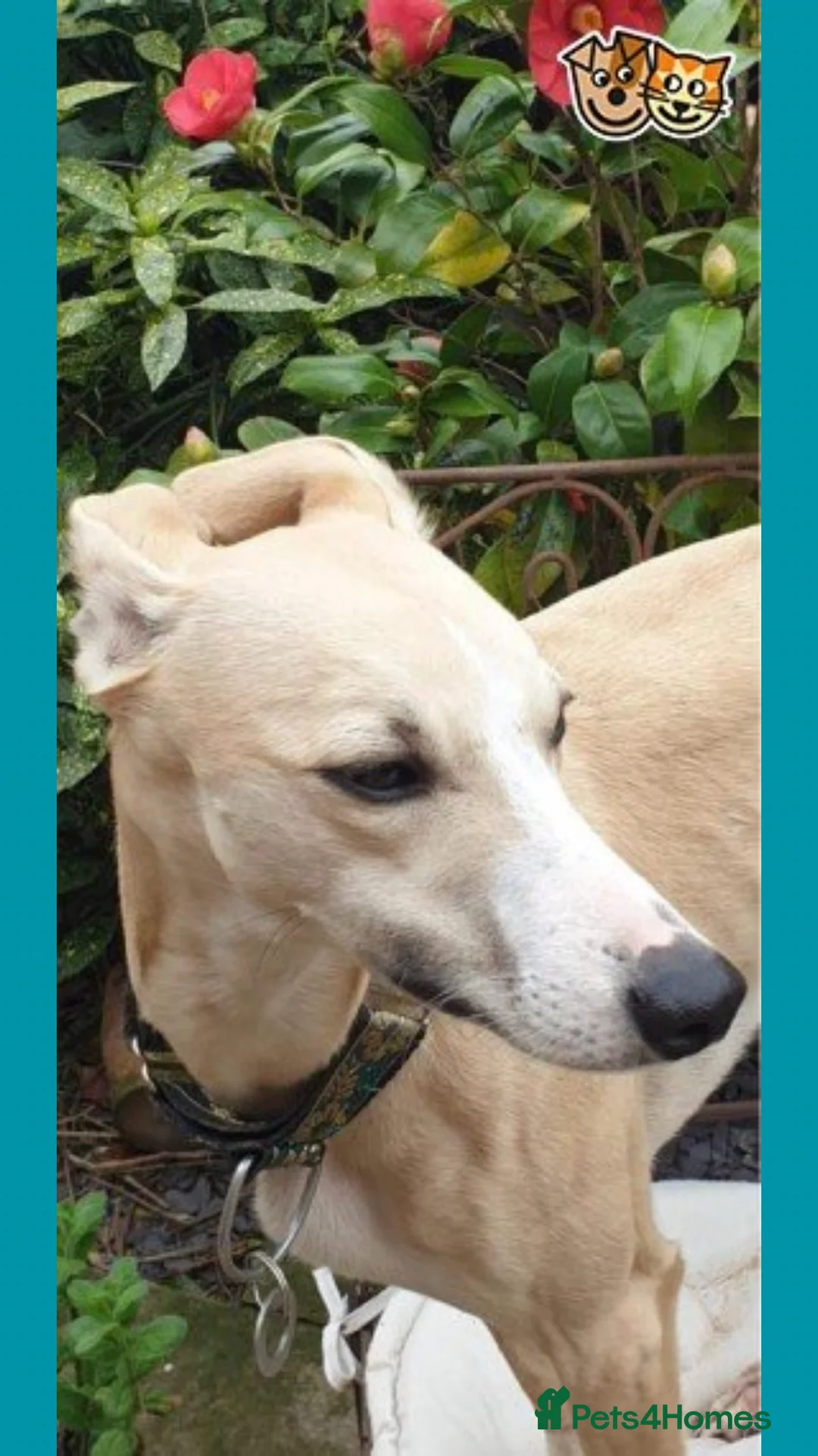 Whippet dogs for stud: Fantastic KC Reg Whippet Stud available in Worcester - Advert 8