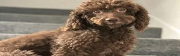 Cockapoo dogs for sale: 🤎 Chocolate Cockapoo’s 🤎 Health Tested 🤎 - Advert 8