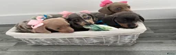 Dachshund dogs for sale: 5 beautiful dachshund puppies  in Bury - Advert 17