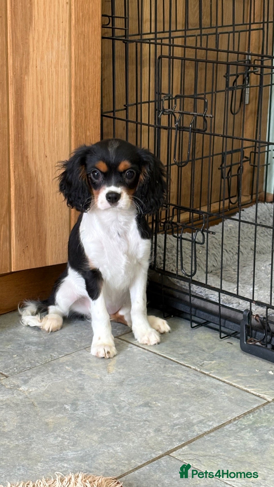 Cavalier King Charles Spaniel dogs KC Reg cavalier King Charles  - Advert 1