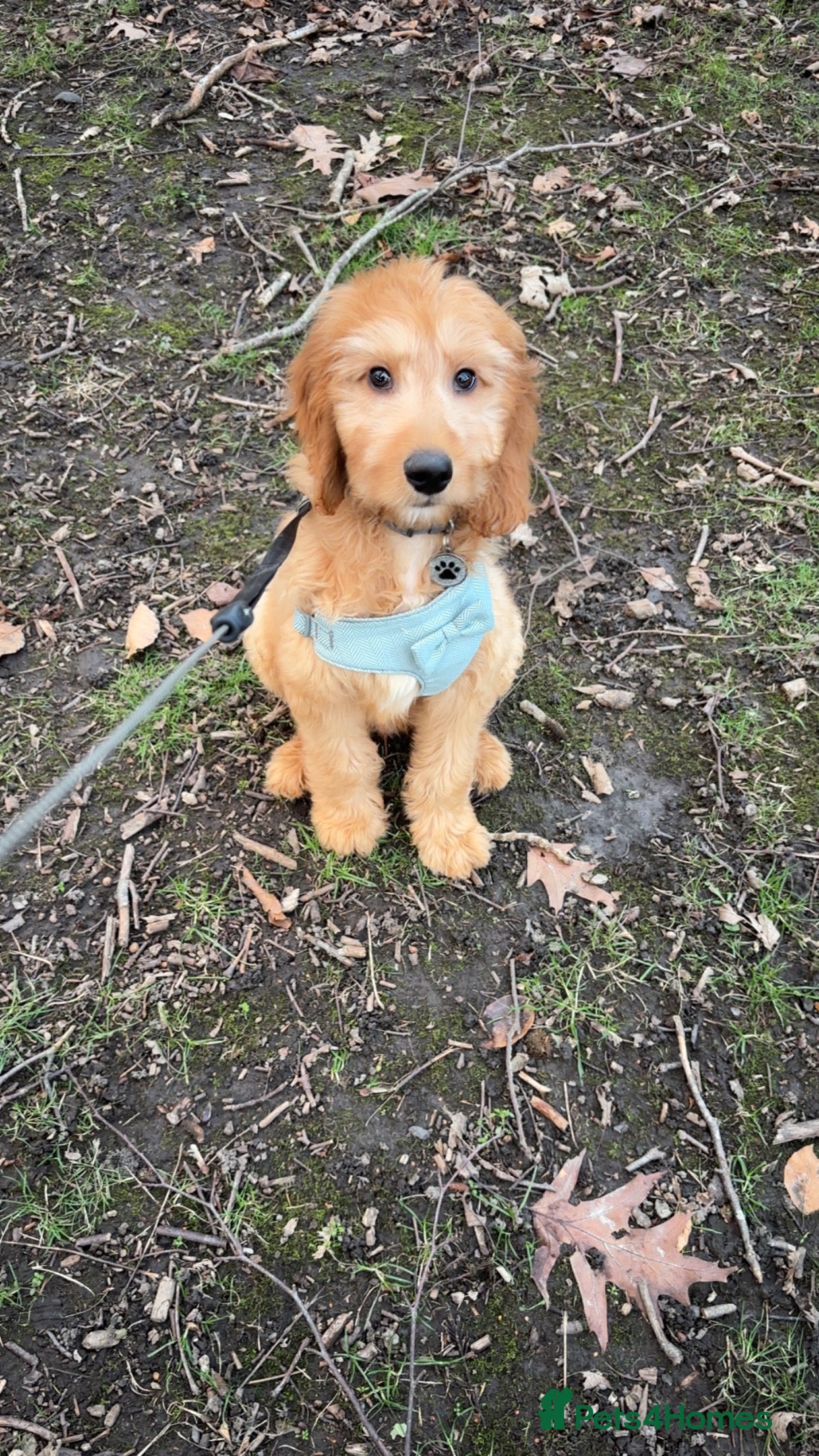 Goldendoodle dogs Bobby - Advert 1